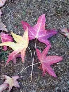 fall-leaves