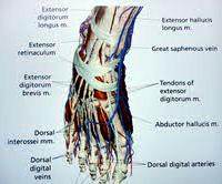 Anatomy of the ankle