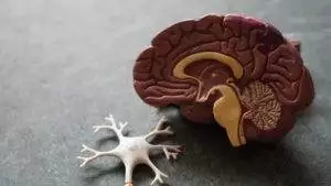 myelin sheath protects brain cells