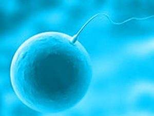 Fertilization