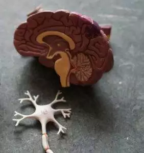 cranial nerve brain