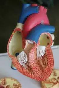 heart chambers