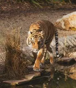Chinese New Year 2022 Year of the Tiger
