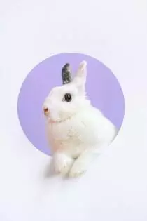 chinese new year rabbit