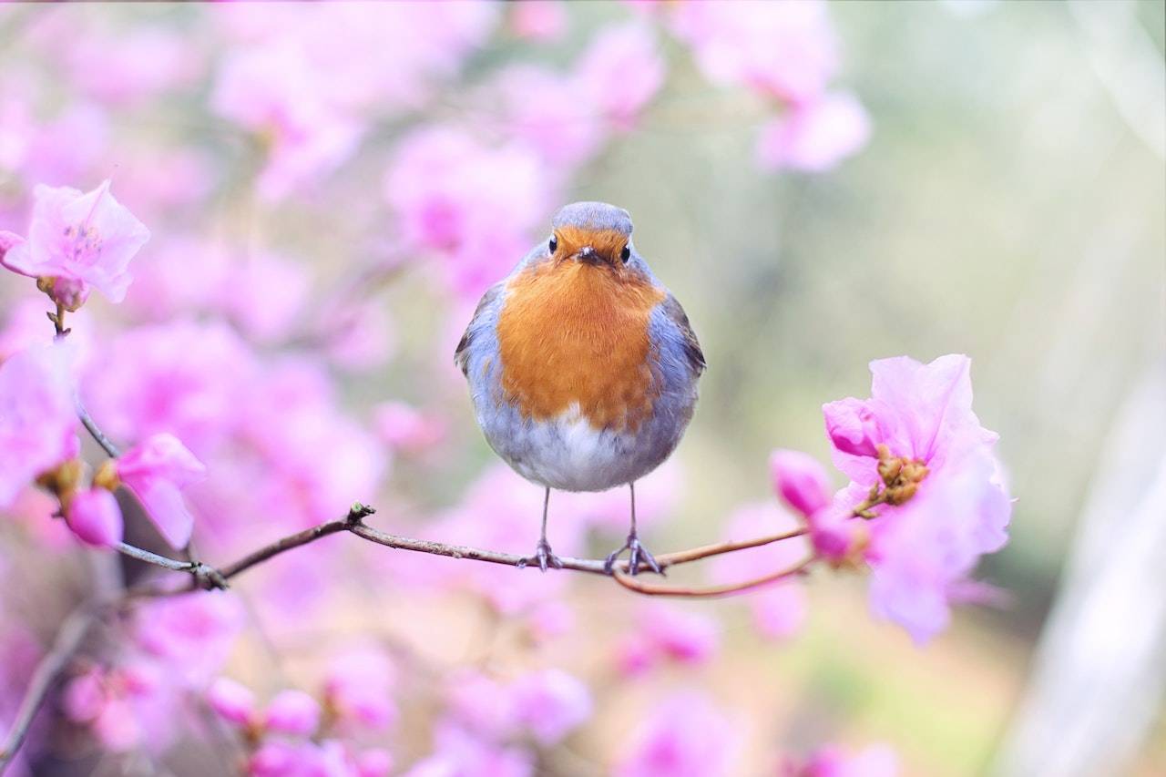 bird on spring branch