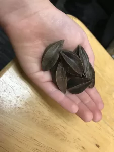 Chinese herbs