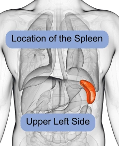 enlarged spleen